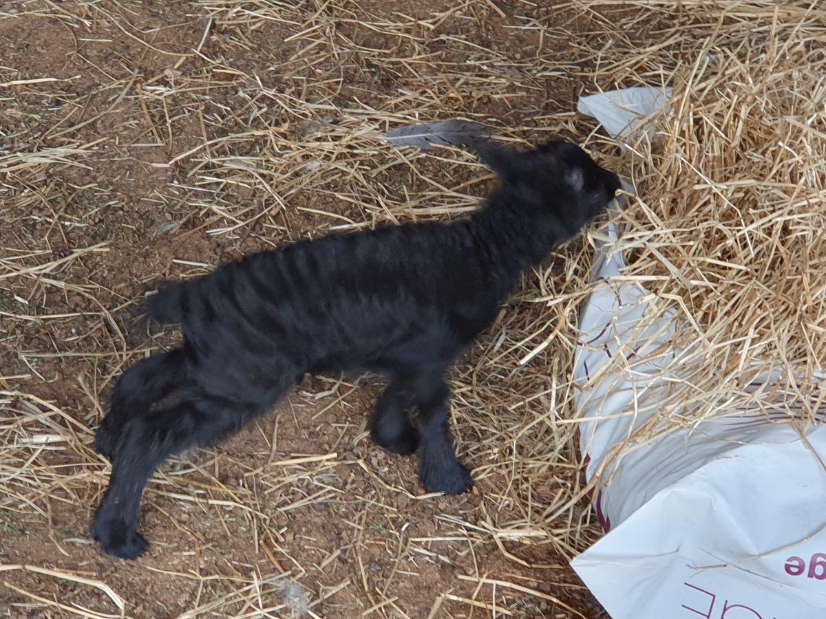 The Bluebird Project tweet media