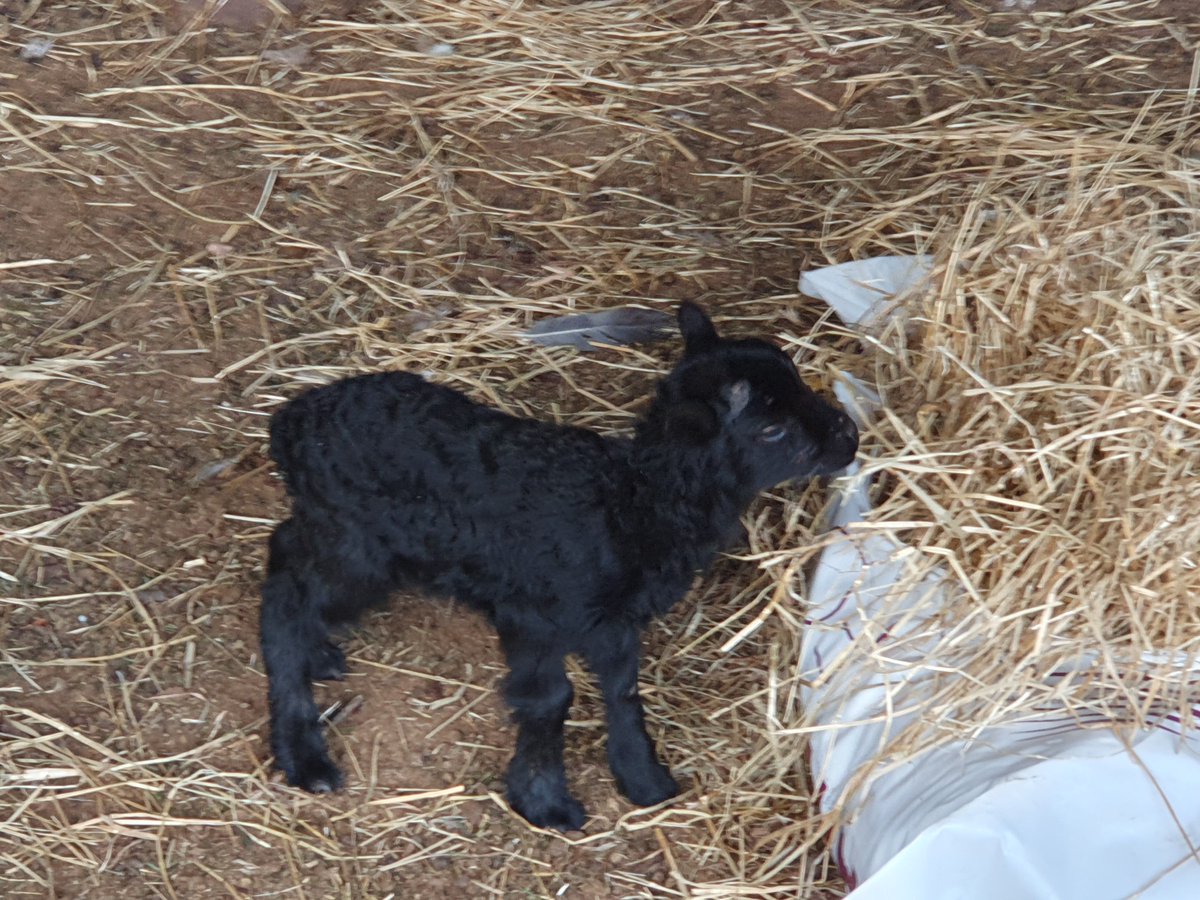 The Bluebird Project tweet media