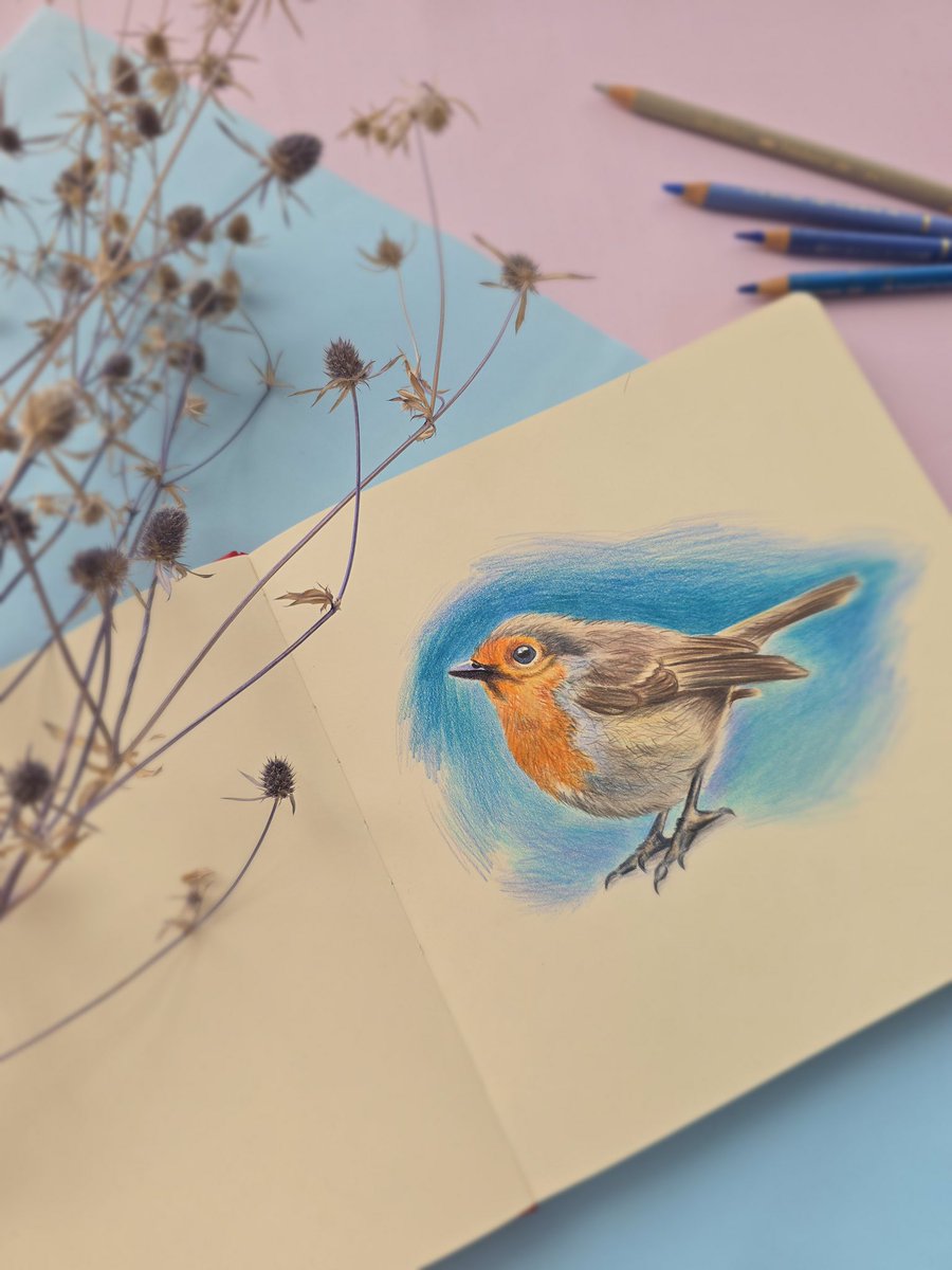 This is robin bird 🥰🪶

#pencilart 
#drawing 
#bird
#colouredpencils