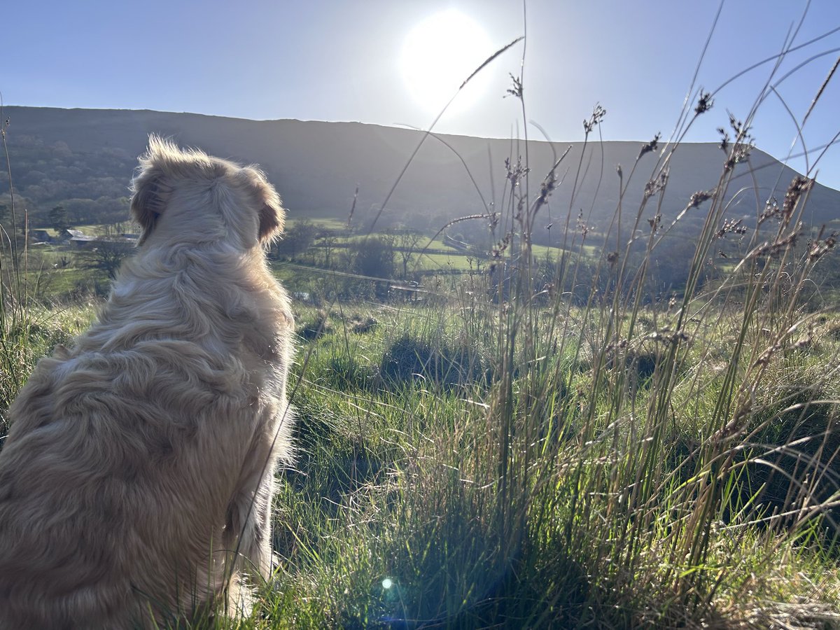ForestMillCott's tweet photo. It’s not just the humans that enjoy the amazing view in the evening sun at Forest Mill Cottage 🐕 😍 https://t.co/Q6UsSJXueI #dogfriendly #visithay #staycation #selfcateringcottages https://t.co/b6rx2B09xc