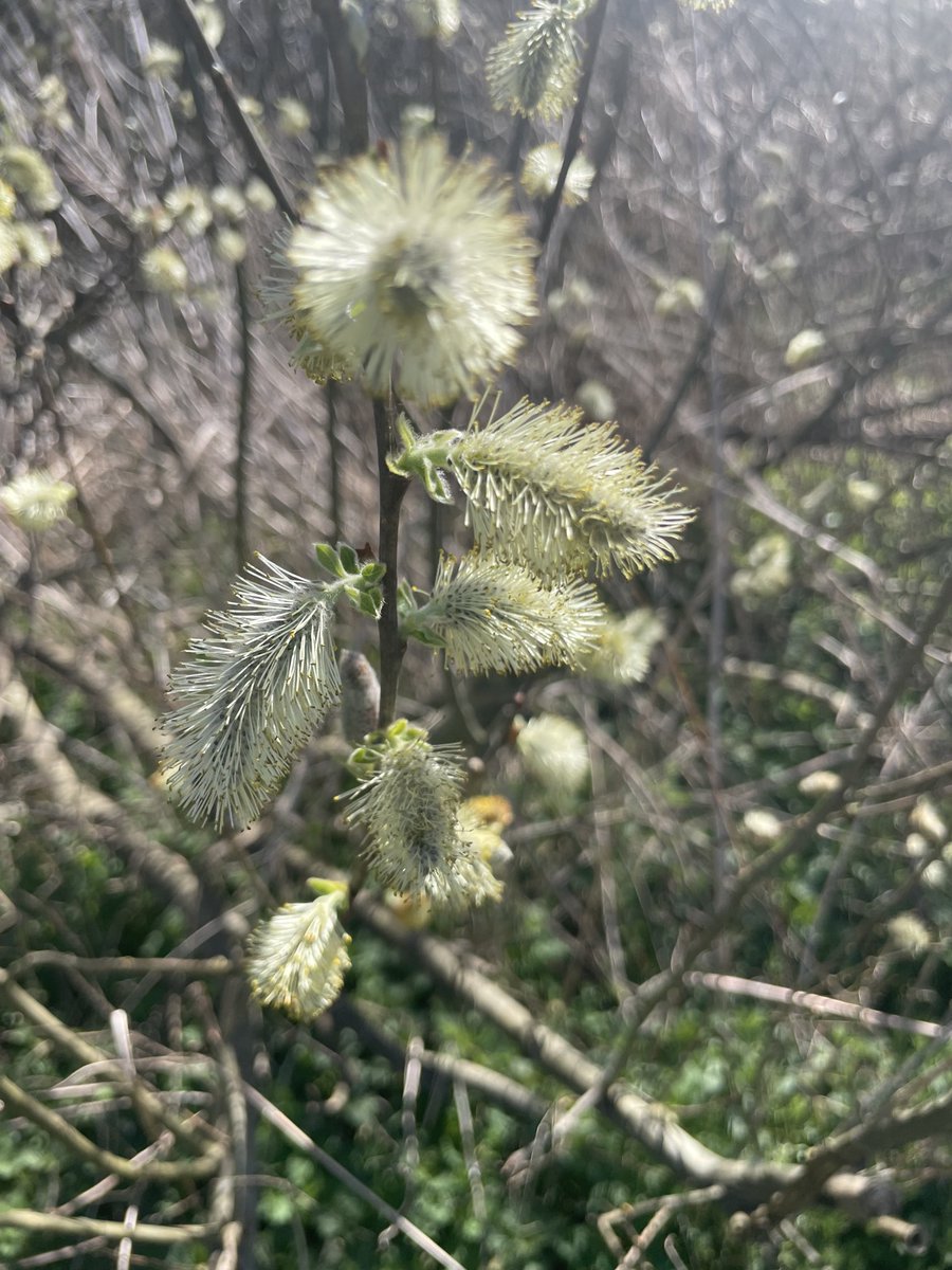 Pussy Willow popping! Spring is well and truly in action! Glorious day!