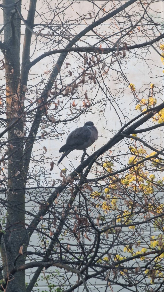 basicnecromancy's tweet photo. @birddetectiveTR Hangi tür bu hocam Berlin'den? İlk başta güvercin zannettim fakat epey iri güvercine göre. https://t.co/wOjf72WOji
