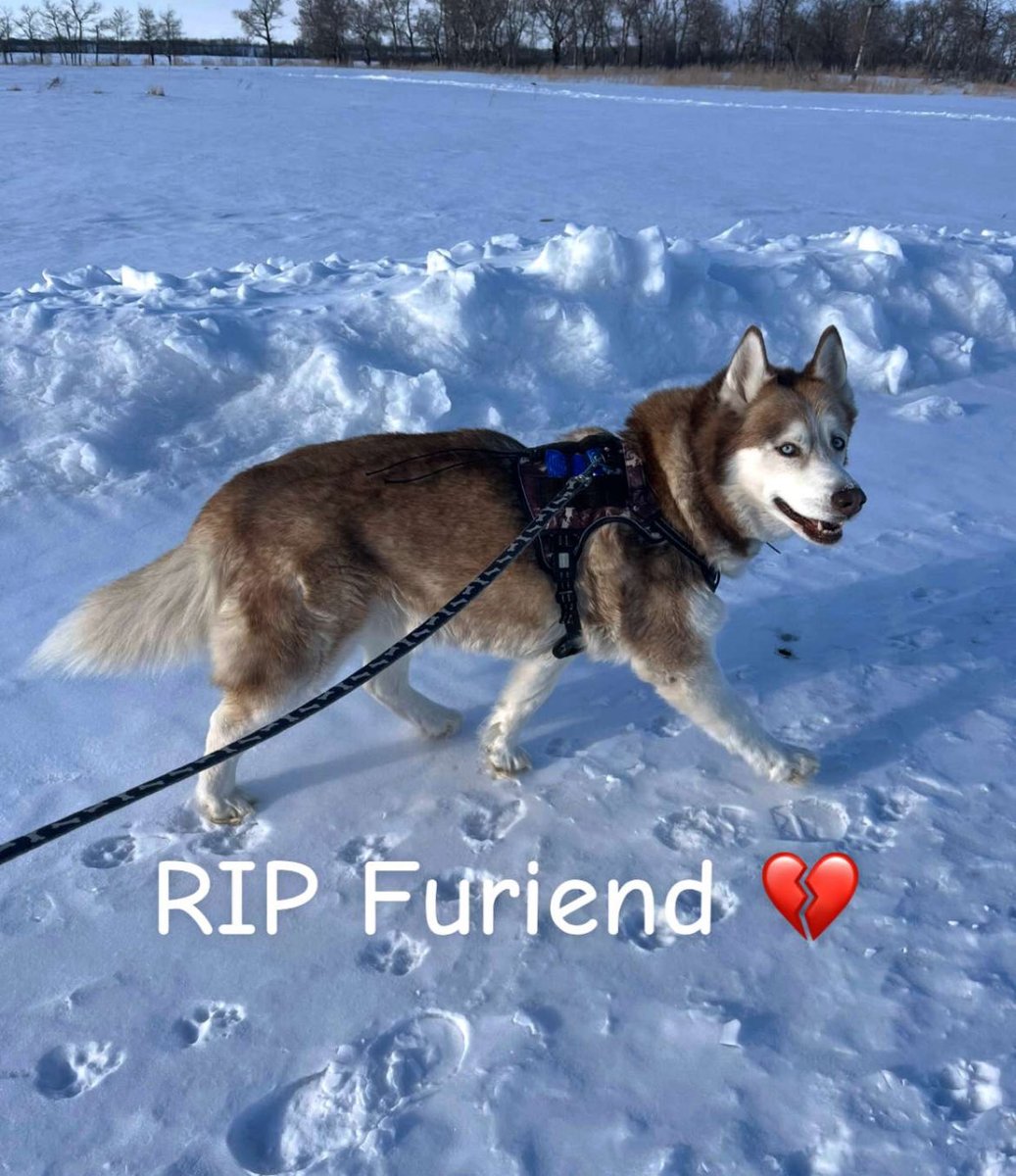 Judy Pedersen (@judypedersen1) on Twitter photo 