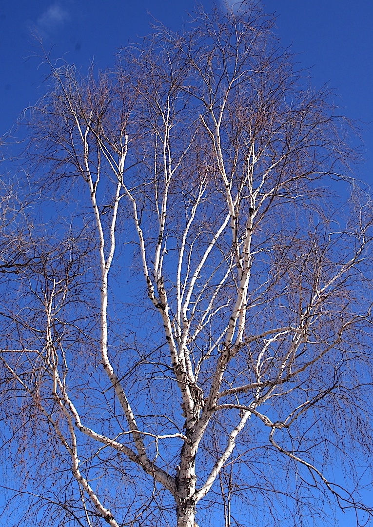 jack9simpson's tweet image. Well, I did it. I took a snap of a white tree against the blue sky and voted .... for the potential winner 😉