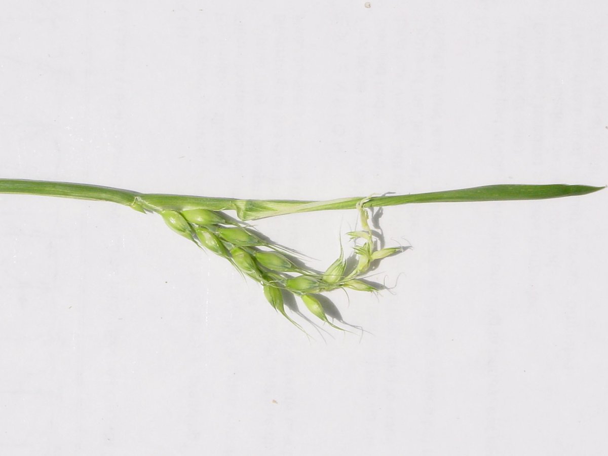 We often see issues with herbicide drift in #wheat. 

Glyphosate usually shows localized chlorosis on leaves. 

Damage stunts growth, often wrapping leaves and trapping heads trying to emerge. 

🌾#Plant25 #MSUext #mscrops #ag #farming #agriculture #highyield