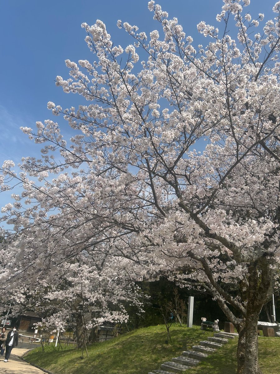 mltuba's tweet photo. 今年の桜🌸2025年🌸
日本の春は美しい、、、
＃さくら　＃桜　#桜坂 https://t.co/LWOn3KSOi6