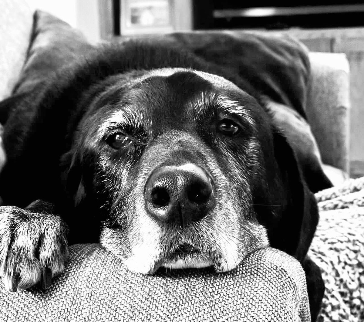 I know there are harder things in life we go through as humans, but today putting this old man down was right up there on the list. Hug your pets today please. 🐾