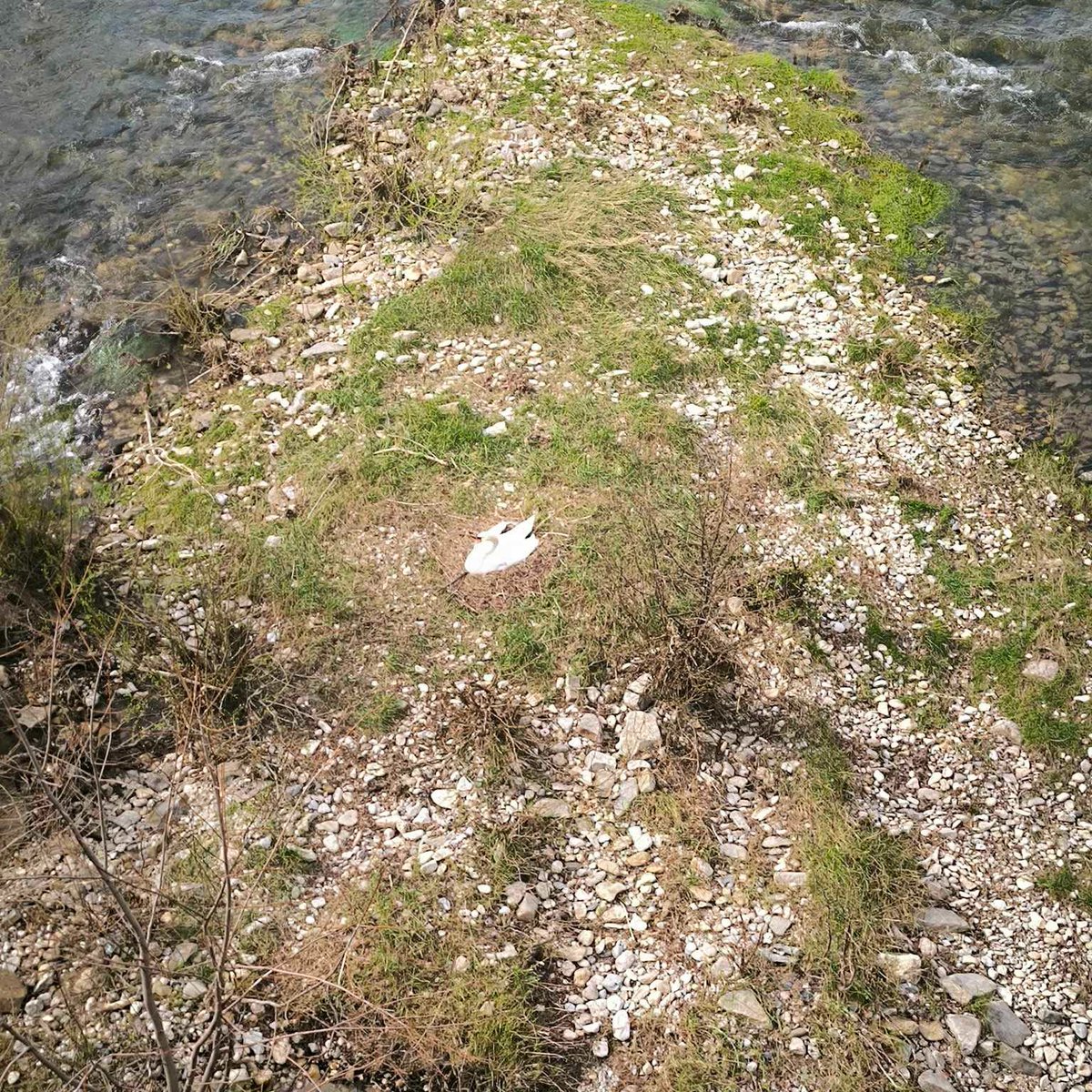 Dr. Paalmipedus 🦆 tweet media