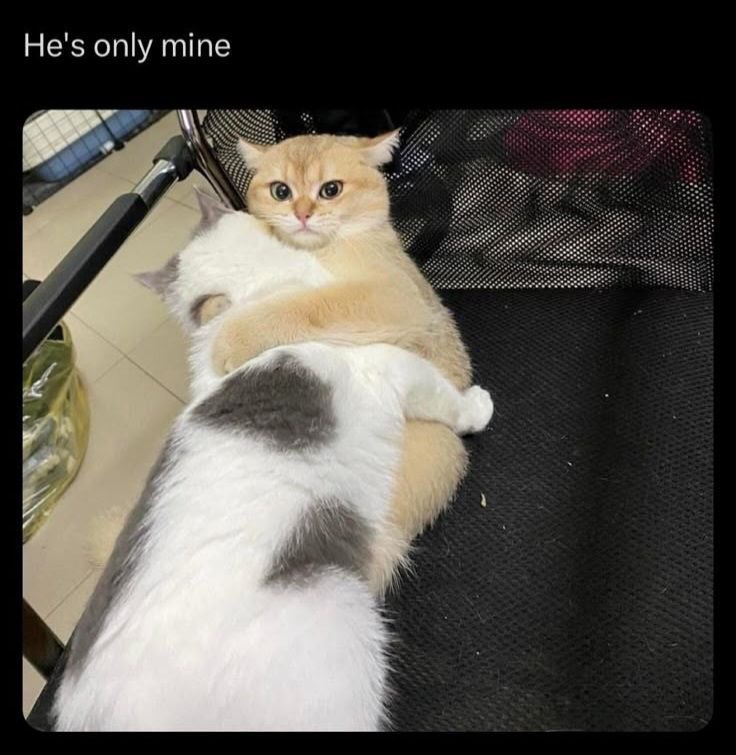 Gbgonebad_MYU's tweet photo. @314_myu เธอตอนถมึงทึง 😾 https://t.co/bK8oWYKOiH