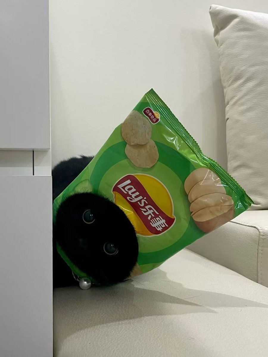 Lambkat_fun's tweet photo. $LambKat https://t.co/lQ3sFdlVi8