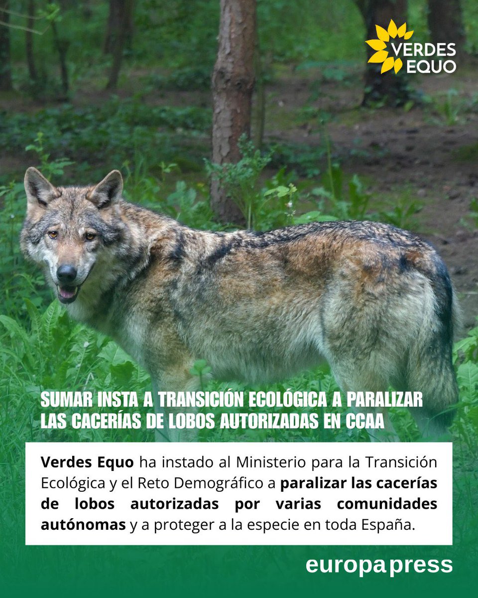 PartidoVerde_es's tweet photo. 📢 Presesentamos una pregunta parlamentaria para exigir al Gobierno la paralización urgente de las cacerías de lobos en varias CCAA y la protección del lobo ibérico en toda España. ¿Se incumplirán las leyes de conservación? 

🐺❌ Más info aquí: 

https://t.co/ZLs1kGGoWb https://t.co/Zh3mZOWiNs