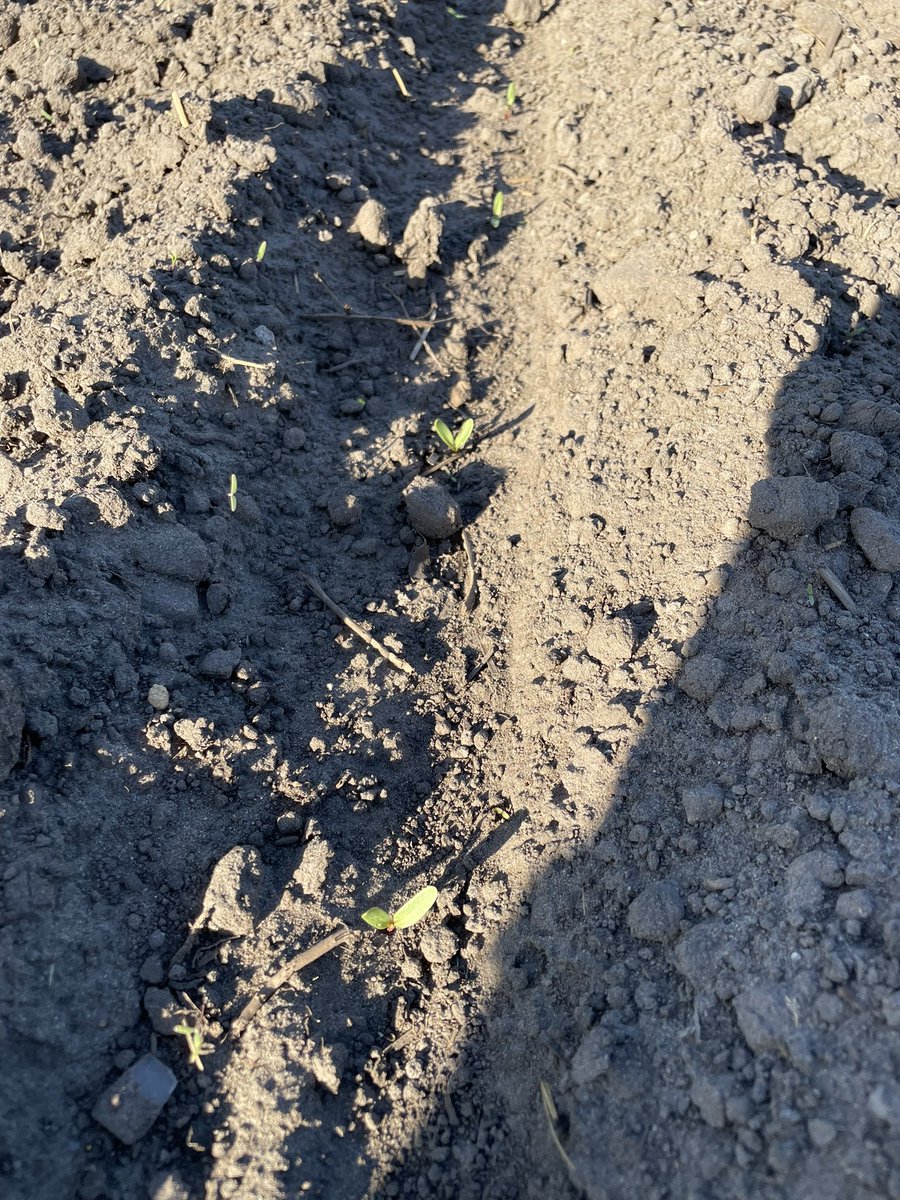 Vandaag laatste bieten gezaaid, eerst gezaaide bieten staan er mooi op, wel zorgen over 2 percelen waar ze net boven komen, ivm de voorspelde nachtvorst. Maar we gaan het zien, hopelijk valt het mee. <a href="/IRS_suikerbiet/">IRS suikerbieten</a> <a href="/CosunBeetCo/">Cosun Beet Company</a> <a href="/BuienRadarNL/">Buienradar</a>