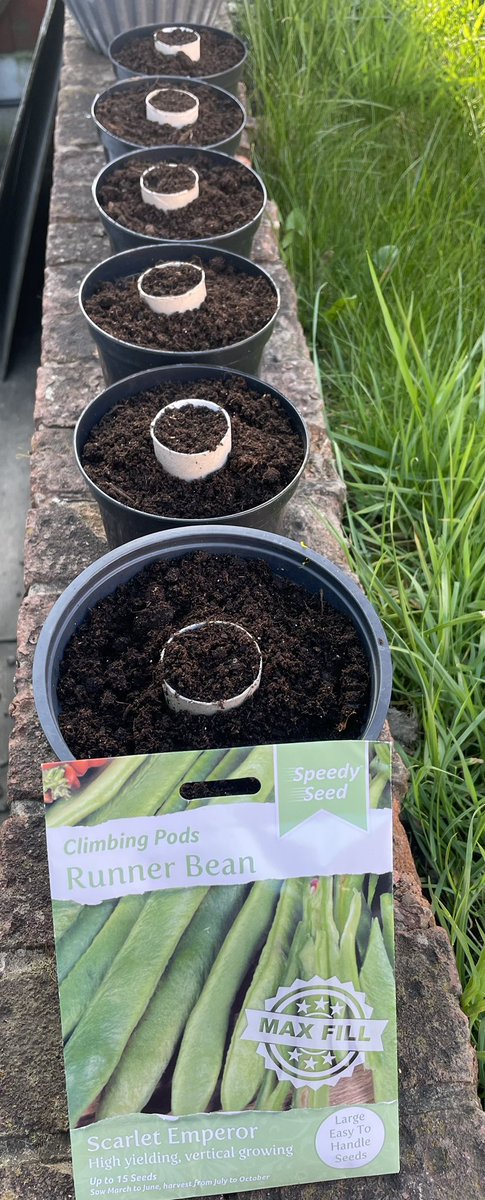 LindyLindop's tweet photo. @OPA_LG @OPALG_3H….runner bean diary - week 1. Toby (with a little help from Mum) has potted all the🏃‍♂️🫘’s 👍🏻 https://t.co/bRh5KWOeC3