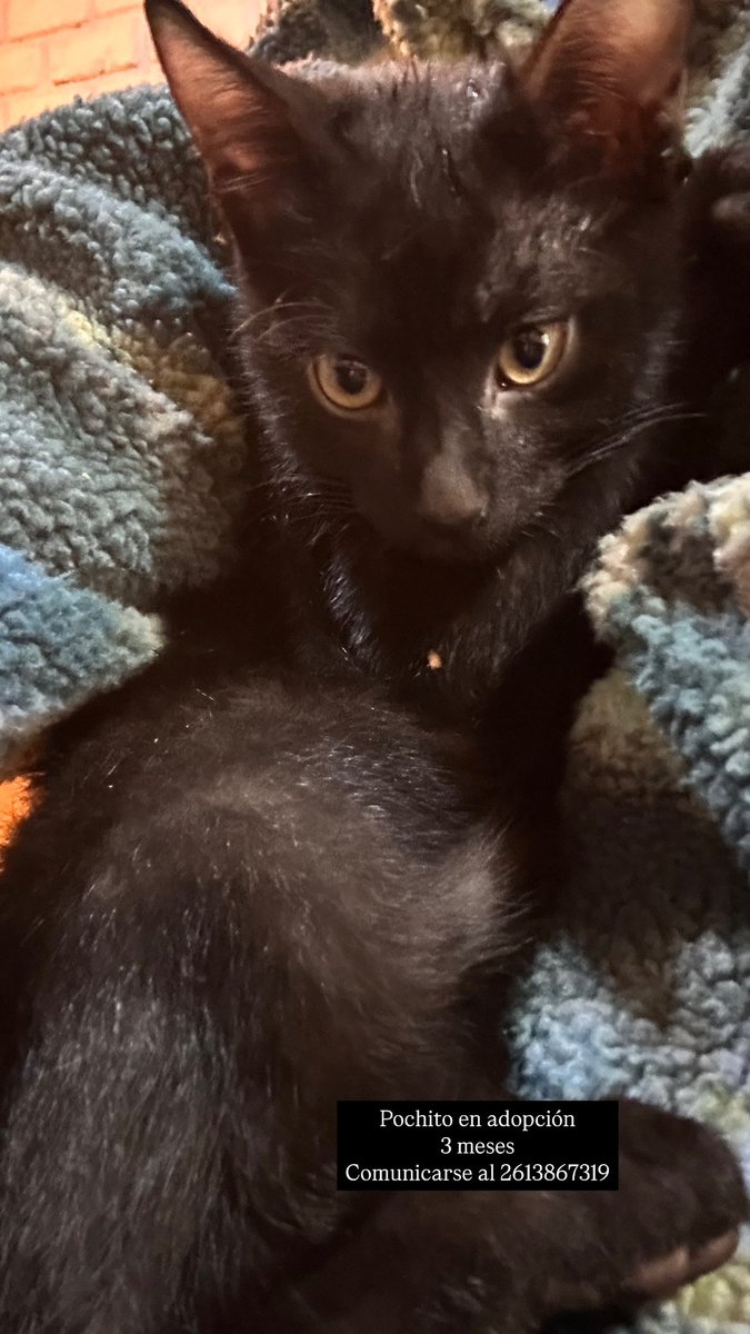 Gatito macho de 3 meses en adopción 🐈
Comunicarse al 2613867313