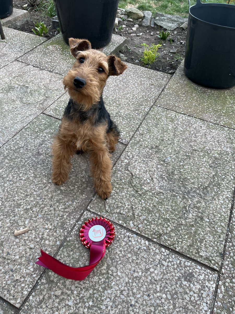 Bolhaus Terriers tweet media