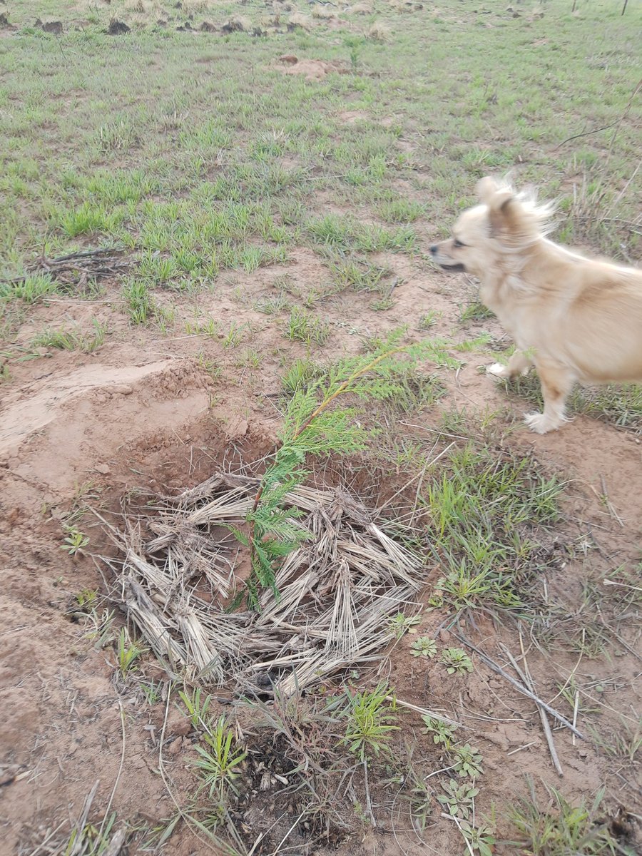 OffGridDestiny's tweet photo. #Leyland #Cypress #windbreak &amp; #privacyscreen &amp; bird habitat. Proper prep is essential. #Hardpan broken up by hand in each hole. Soil amended. Lots of organic matter added to hold moisture and encourage root growth. #permaculture #evergreens #trees #nature #transformation https://t.co/SWZh6f5tVr