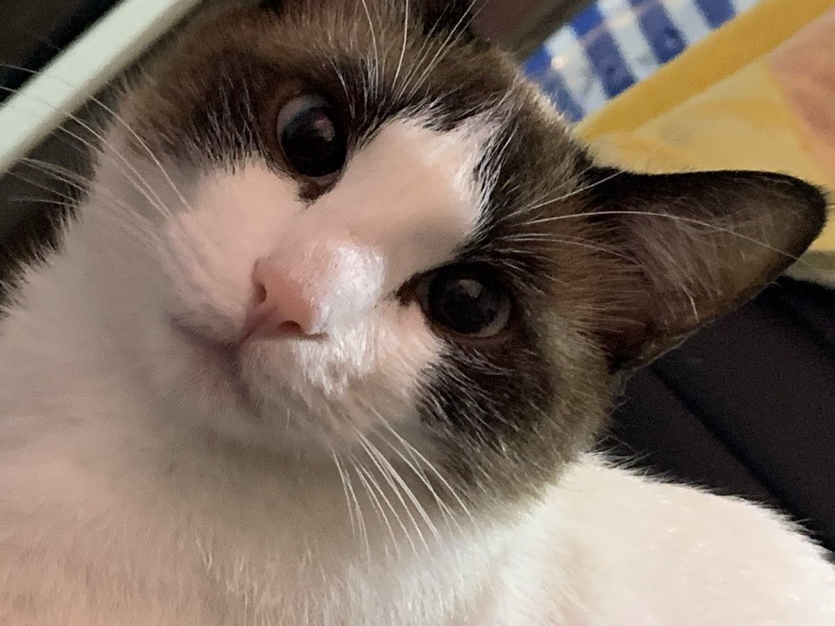 page.dan tweet media