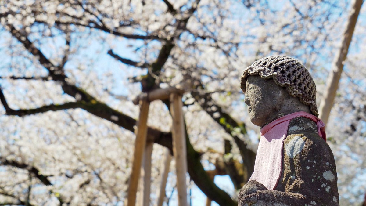#日本五大桜 の1つ #東光寺 #石戸蒲ザクラ 

樹齢800年の #カバザクラ
国の #天然記念物
境内には他にも桜の古木巨木が何本もあり
それらが一斉に満開

#埼玉県 #北本市