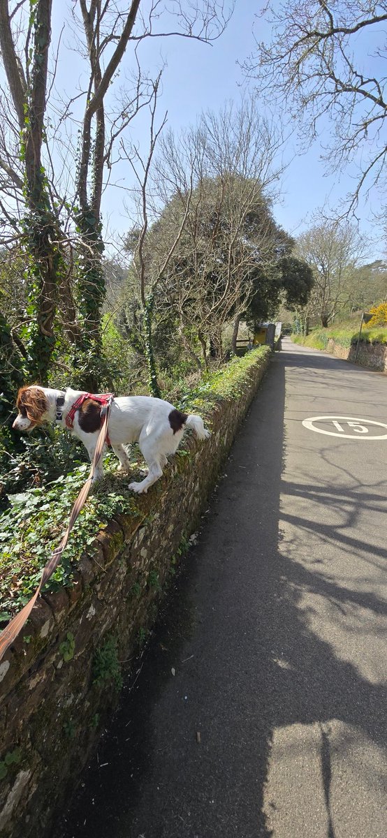 redteamJSY's tweet photo. Spring has sprung! A mad spaniel who blindly leaps over walls and through hedges after pheasants and the new adolescents, regardless of what is (or isn't!) on the other side! π€£π¬
#springerspaniel #gimlet #springhasspring https://t.co/jHCT8nFwcr