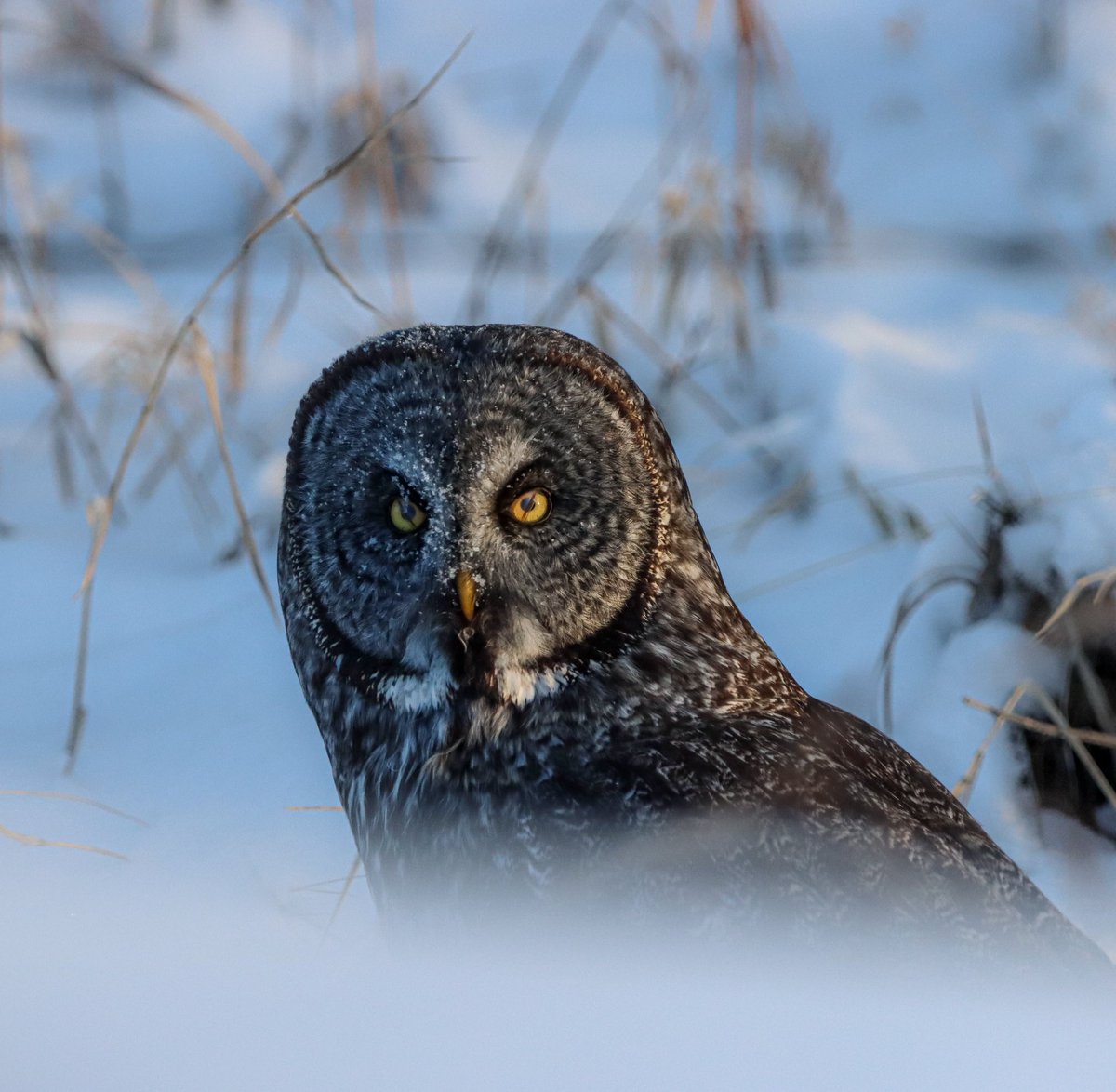 Happy Saturday. Here is a Grey Owl with his Nictitating eye lids. Handsome fella.

#birdphotography #owl