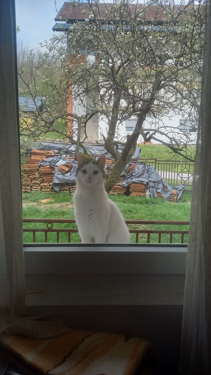 Aurora Rodic tweet media