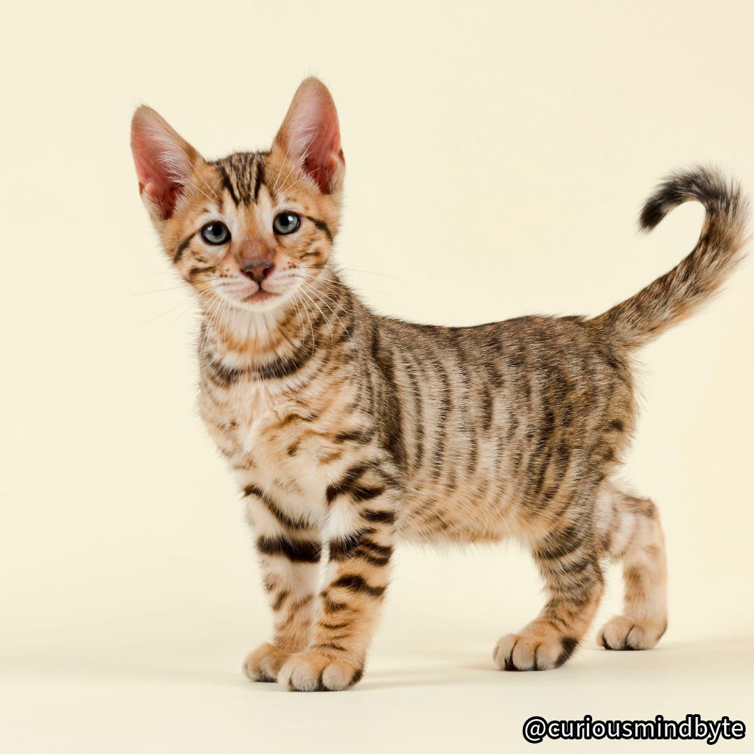 CuriousMindByte's tweet photo. Cat Spotlight: Toyger - Bred to resemble miniature tigers, Toygers have distinctive striped patterns and athletic bodies. They're outgoing, playful, and surprisingly good with children and other pets. #Toyger #MiniTiger https://t.co/rZF2jauJwj