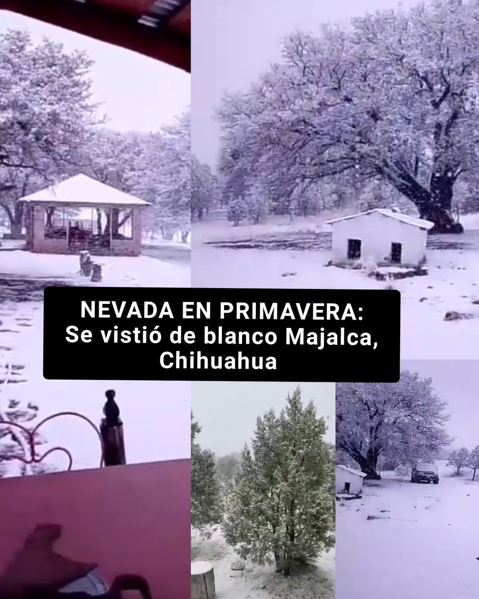 EdgarRomn199830's tweet photo. CON RAZÓN HACE FRÍO:
En plena Primavera cayó nevada / Majalca, Chihuahua / Frente Frío N��mero 57 / "Febrero loco, marzo otro poco y abril..." #Chihuahua https://t.co/F3bMhTLUGg
