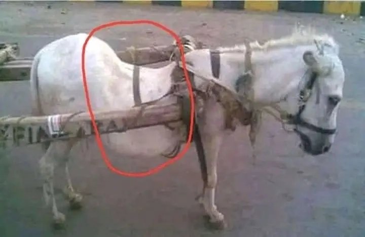 The only thing we need from animals is forgiveness 😢