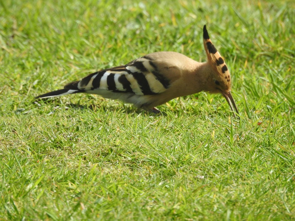 Mary Cadogan (@marycadogan1) on Twitter photo Hoopoe in my garden today . Nice garden tick✅️ <a href="/BirdWatchIE/">BirdWatch Ireland</a> <a href="/CCBOIE/">Cape Clear Bird Obs</a> <a href="/oliver_geoff/">Geoff Oliver</a> . <a href="/SamBayley2/">Sam Bayley</a> <a href="/tulkkina/">PalomaB</a> Hoopoe in my garden today . Nice garden tick✅️ <a href="/BirdWatchIE/">BirdWatch Ireland</a> <a href="/CCBOIE/">Cape Clear Bird Obs</a> <a href="/oliver_geoff/">Geoff Oliver</a> . <a href="/SamBayley2/">Sam Bayley</a> <a href="/tulkkina/">PalomaB</a>