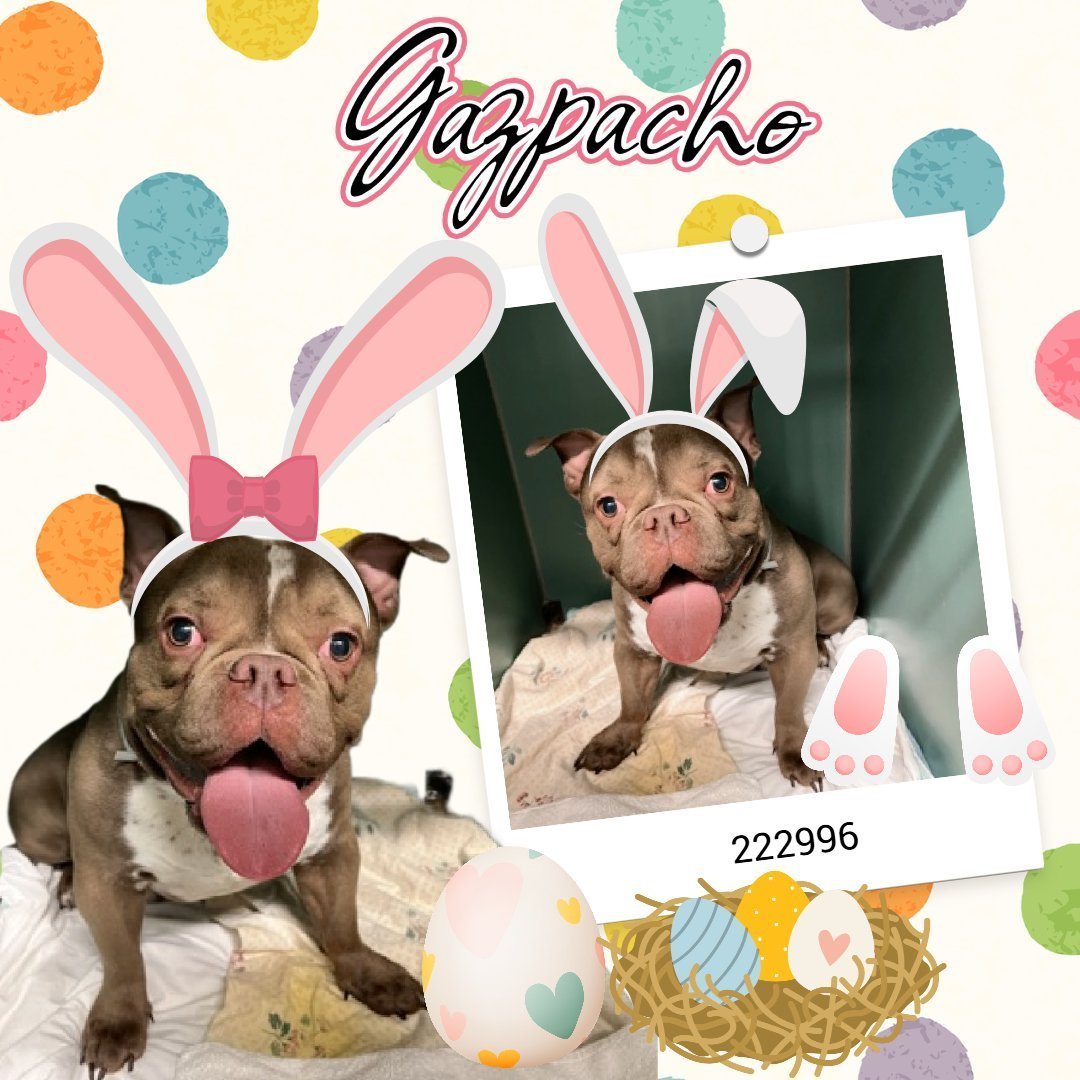 *Super cute Gazpacho has until 6:00 pm today to find an offer*