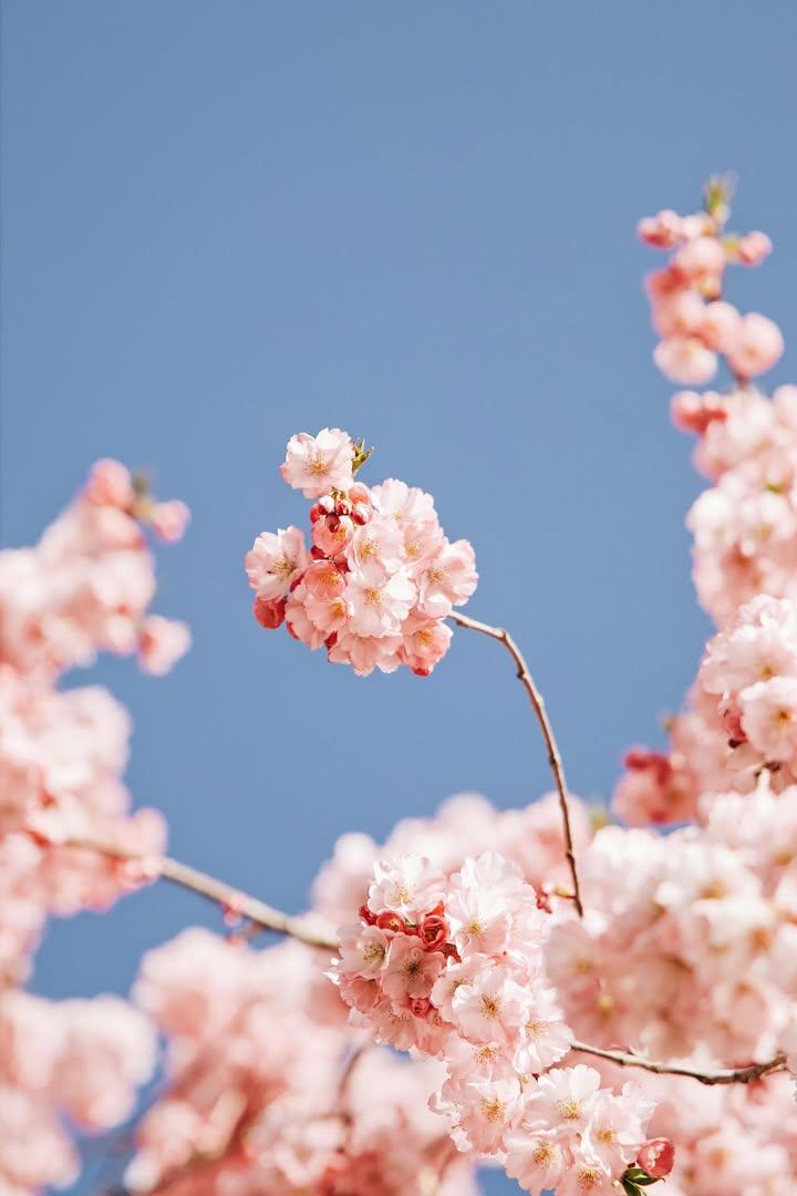 DailyFlowersX's tweet photo. https://t.co/sUBGjMbI07