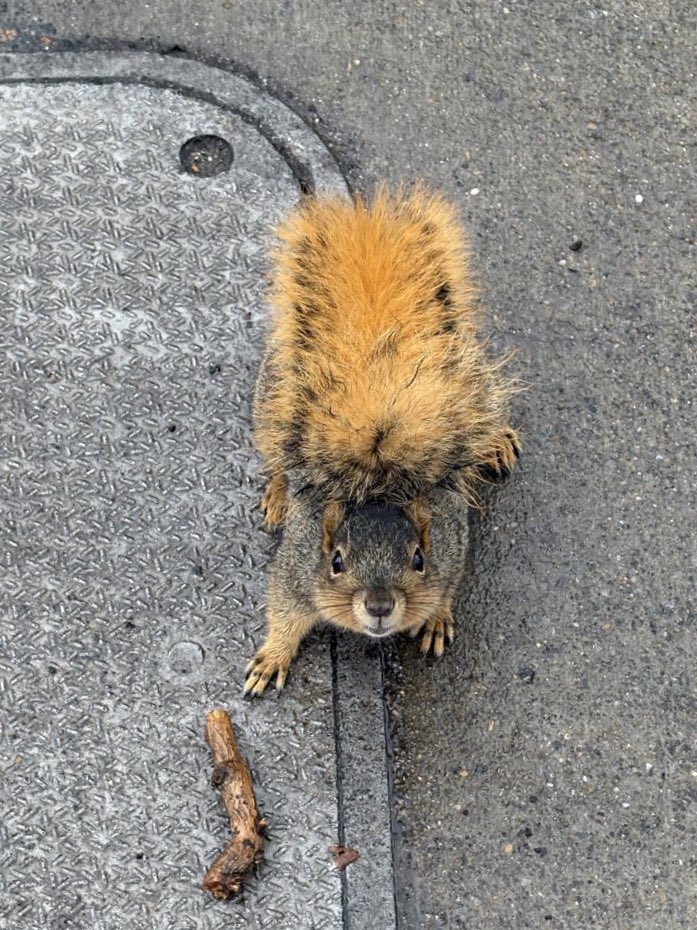 entrenoose's tweet image. Fuzzy caterpillar