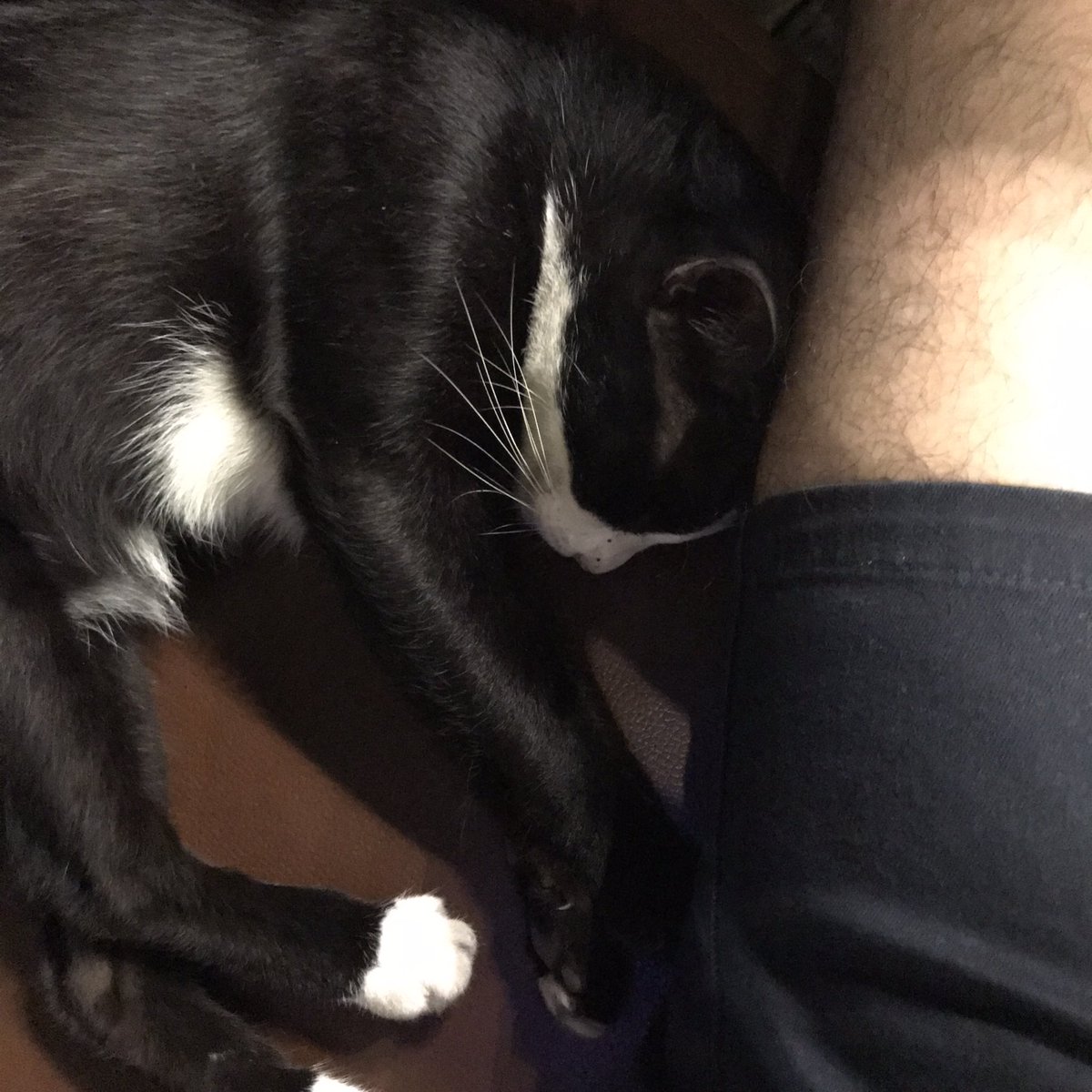 🐈‍⬛😴😴
#🐈‍⬛
#นครปฐม