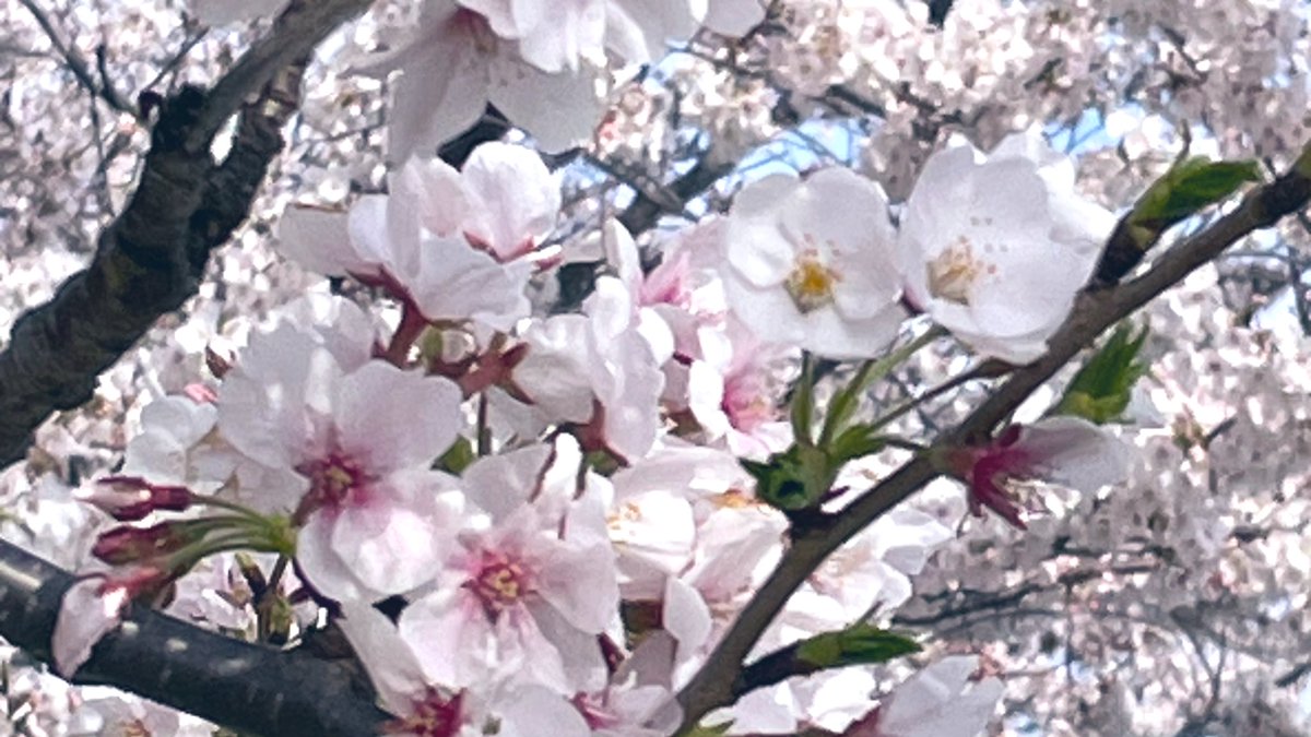 つく〜しの子が♪
恥ずかしげに顔を出します🎶☘️🌸

わかる方は昭和50年代小学生以上かなぁ🥰