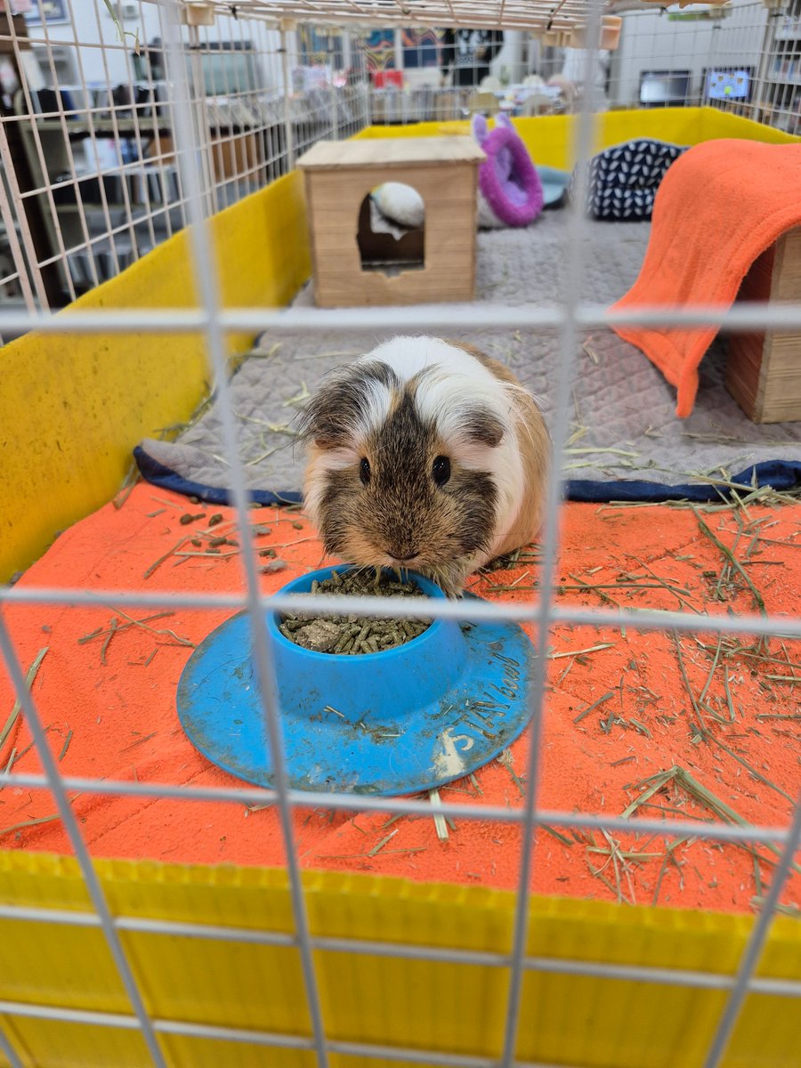 The Apple City Book Fair was low key fun and a super nice way to spend a Saturday. I love the <a href="/JacksonCityLib/">Jackson City Library</a> rary, and their furry mascot! 
We must support them and ALL libraries!