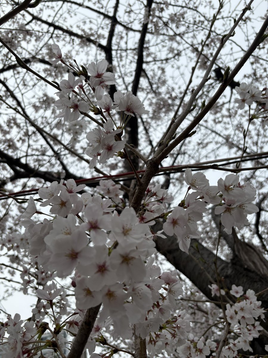 さくら🌸が満開です。今月もご相談者が障害年金が支給頂けれるよう頑張ります