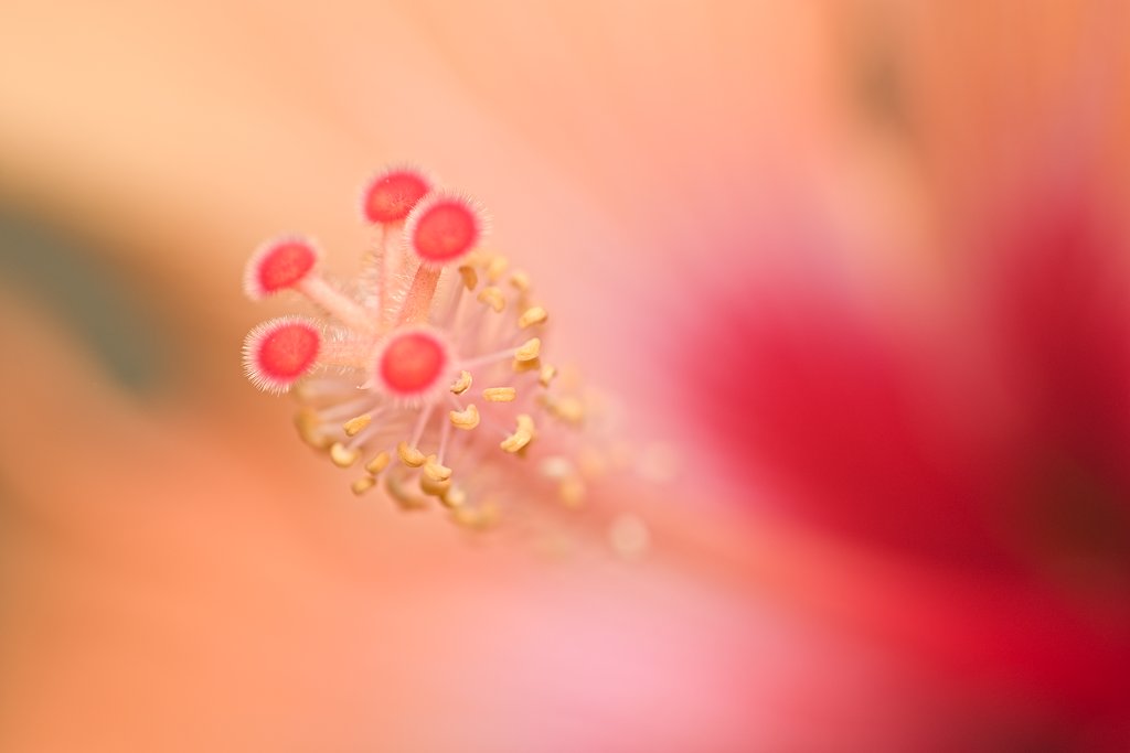 Inside #hibiscus #flower.

#FlowerPower #TropicalVibes #NatureLovers #FloralBeauty #Blooming #RedFlower #FlowerPhotography #TropicalFlowers #NaturePhotography #GardenFlowers #ExoticBeauty #PetalsOfNature #FloralLove #BeautifulFlowers #BotanicalArt #FlowerOfTheDay