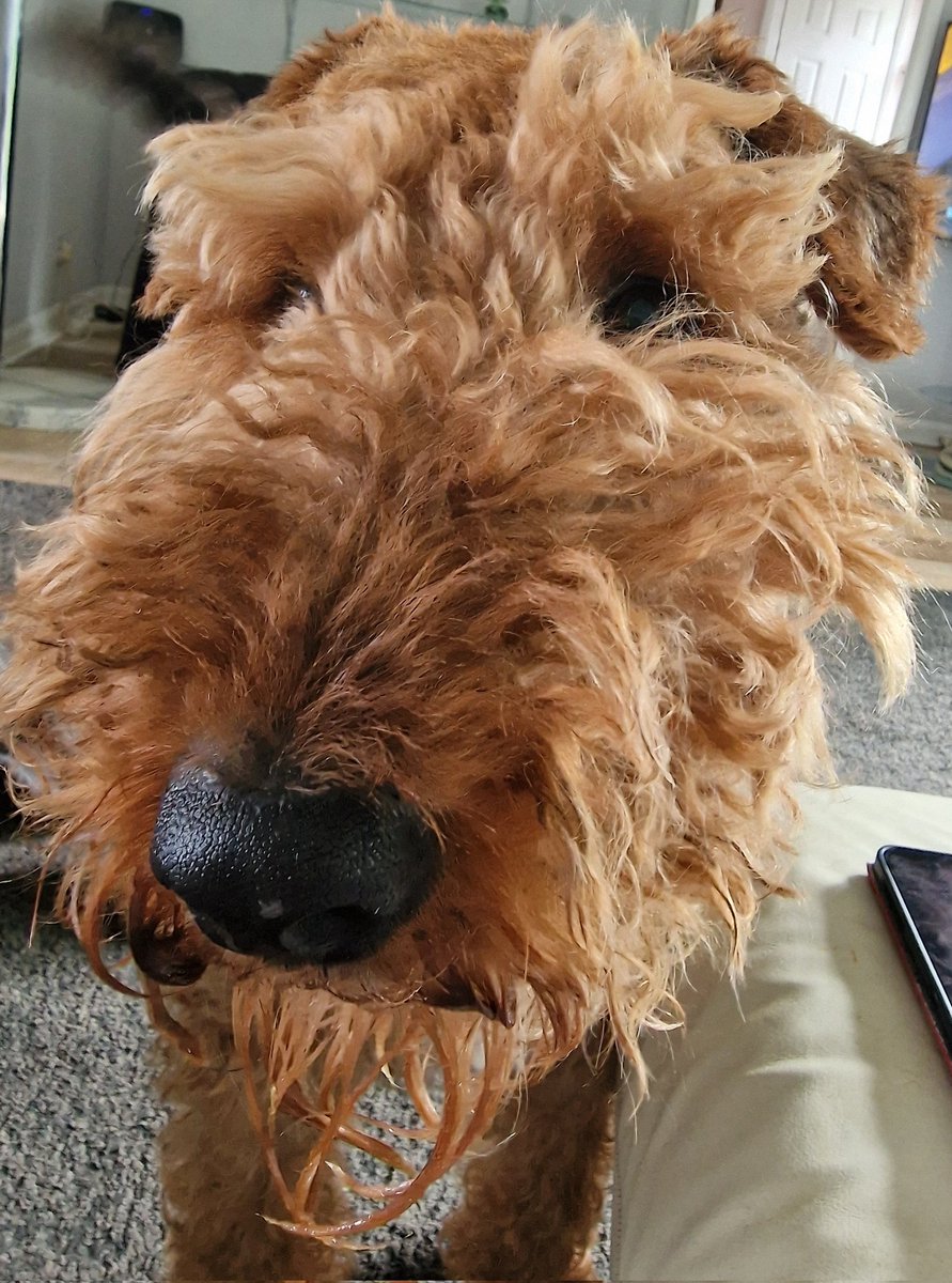 Ted here . Im not happy , here's why. Carrots distributed,  Beryl is aloof about carrots these days so I often steal ,I mean obtain hers. But tonight, whilst my back was turned, the Welshie took it . Brazen. All Mum says is I've been done like a kipper. I don't even like kippers!