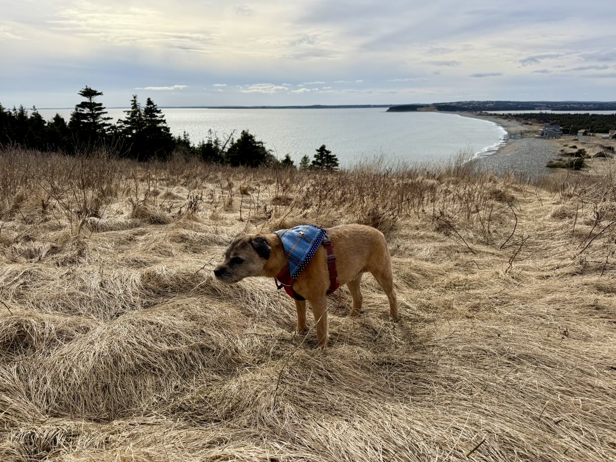 Hubble_BTerrier's tweet image. My hike today was in honour of my friend @BtCulter, so I wanted to make sure it included some nice vistas. Nothing as impressive as he is used to, but as good as it gets here. 🐾🐾🐾 #BTPosse #NSTrails