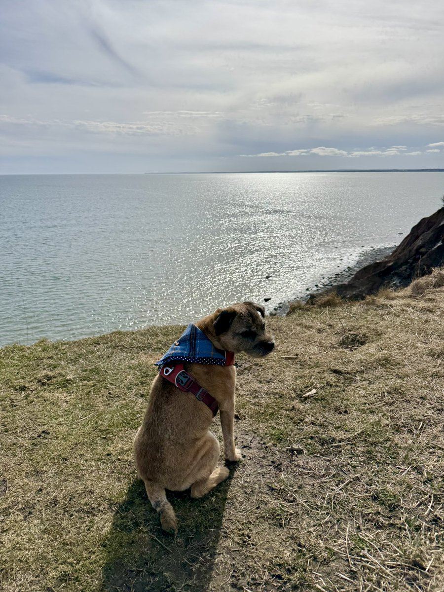 Hubble_BTerrier's tweet image. My hike today was in honour of my friend @BtCulter, so I wanted to make sure it included some nice vistas. Nothing as impressive as he is used to, but as good as it gets here. 🐾🐾🐾 #BTPosse #NSTrails