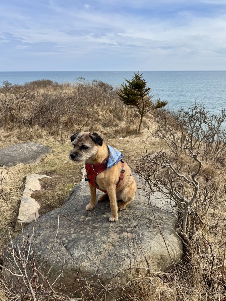Hubble_BTerrier's tweet image. My hike today was in honour of my friend @BtCulter, so I wanted to make sure it included some nice vistas. Nothing as impressive as he is used to, but as good as it gets here. 🐾🐾🐾 #BTPosse #NSTrails