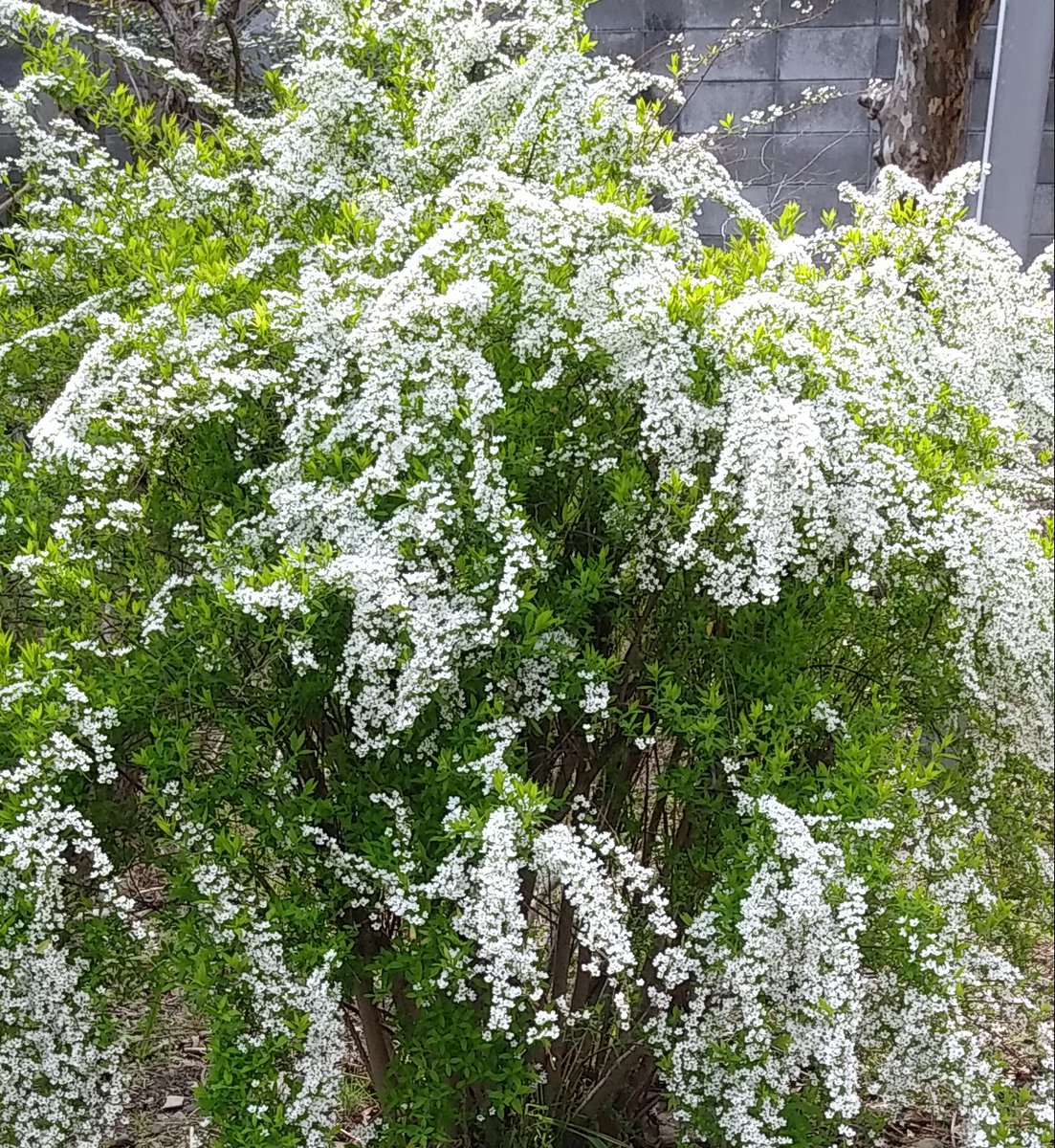 雪柳もいつの間にか…。