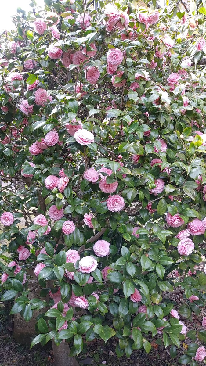 気がついたら椿も満開。