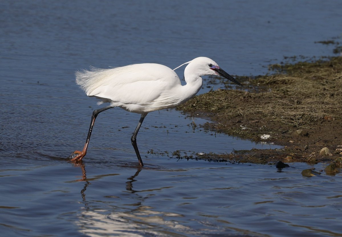 Rose Newbold (@rosenewbold) on Twitter photo Little Egret sporting its coloured lores and red feet. I’d noticed the lores before but not the change from yellow to red feet during breeding season. Seen at RSPB Rye Meads. #hertsbirds <a href="/RSPBRyeMeads/">RSPB Rye Meads</a> Little Egret sporting its coloured lores and red feet. I’d noticed the lores before but not the change from yellow to red feet during breeding season. Seen at RSPB Rye Meads. #hertsbirds <a href="/RSPBRyeMeads/">RSPB Rye Meads</a>