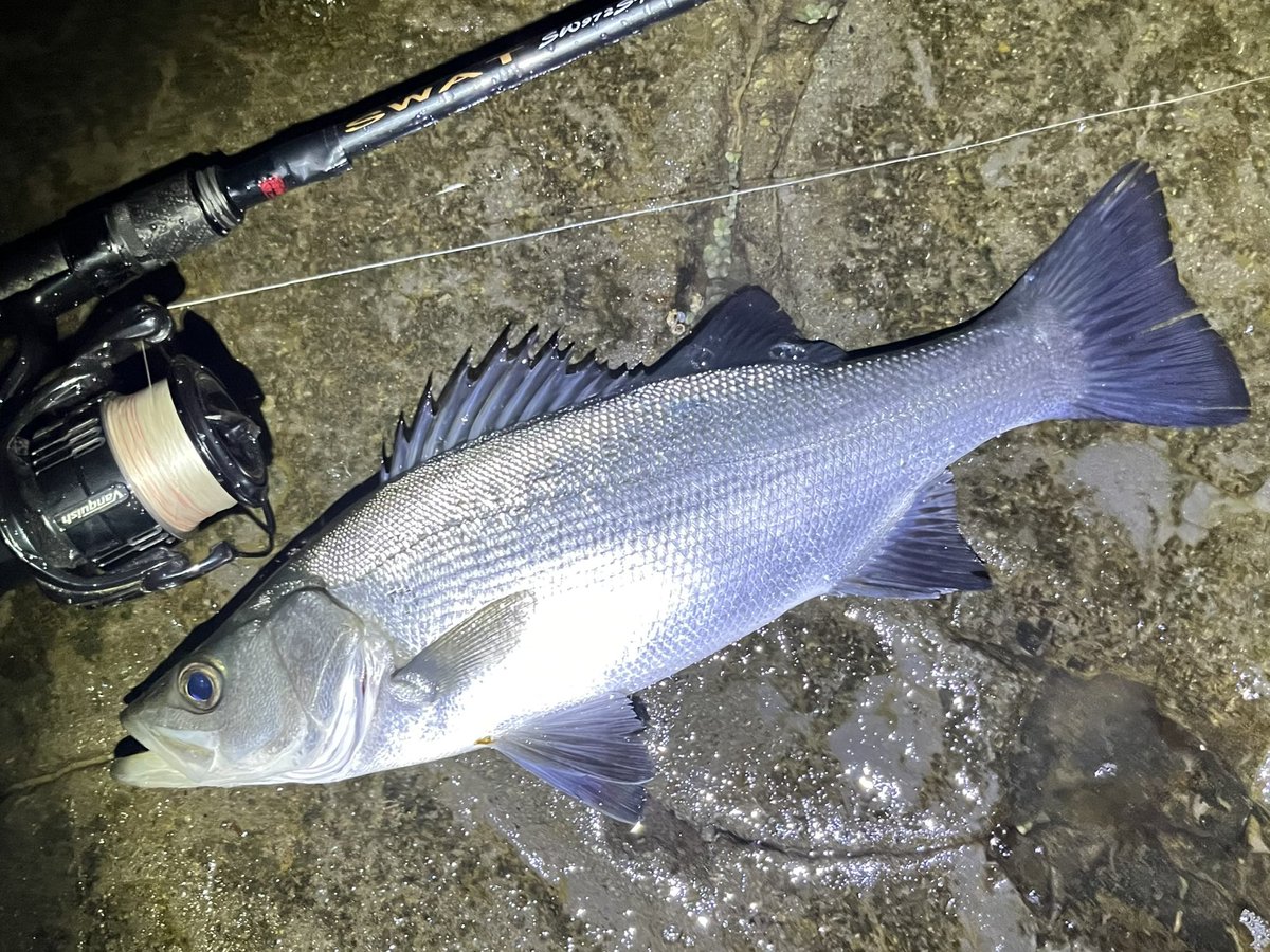 今日はロックな気分
#湘南平鱸 #湘南磯ヒラ