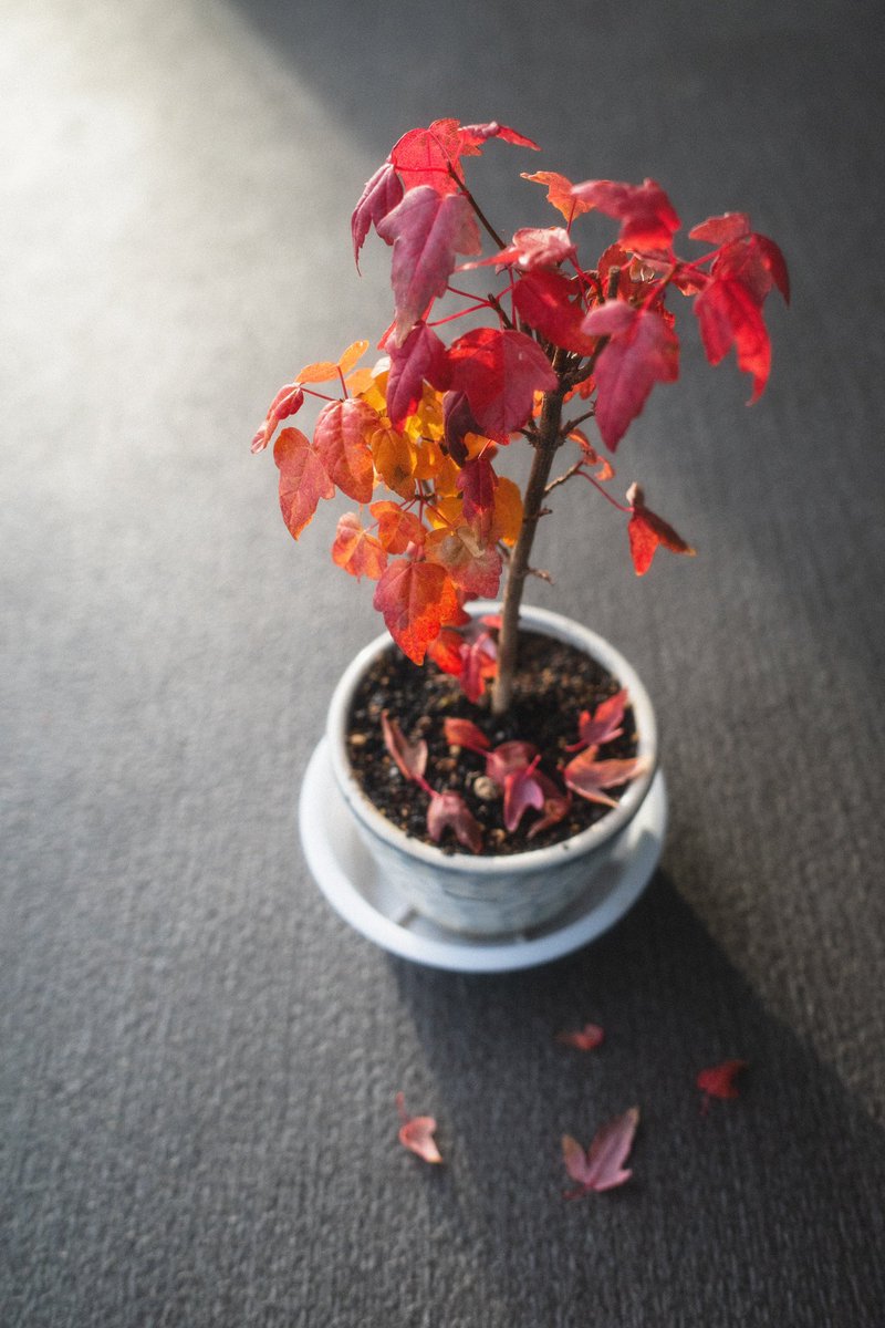 kitayamawp's tweet photo. Saving memories of last year’s maple leaves. https://t.co/u9pSPHnYC0