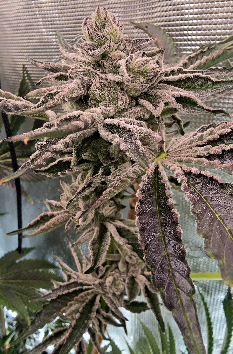 treadlightly tweet media