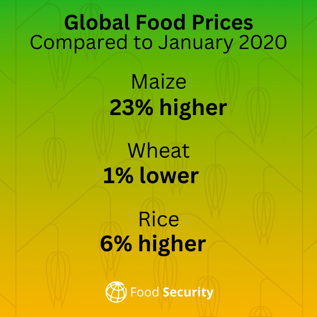 WBG_AgriFood's tweet photo. Compared to January 2020, maize prices are 23% higher, wheat prices are 1% lower, and rice prices are 6% higher.

More on agriculture commodities in our latest #FoodSecurity Update: https://t.co/zQG6SY0diE https://t.co/XybmxaNQKo