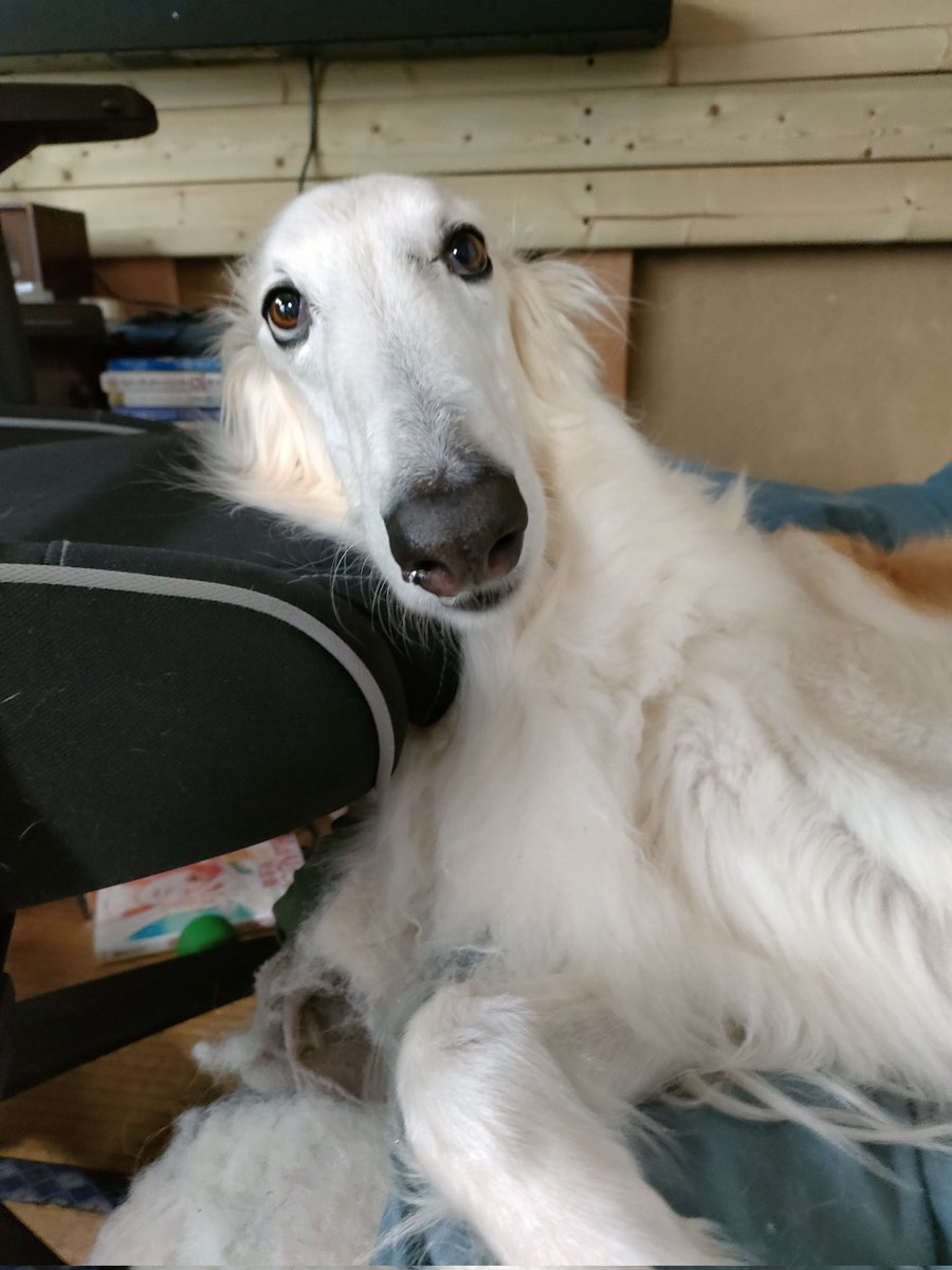 自分で椅子回したのかな？🤔
うまいこと頭が高くなる枕を見つけるなぁ…🧐