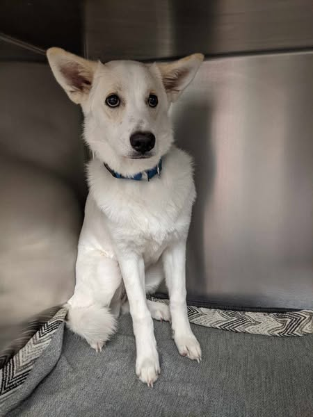 Suspense4568's tweet photo. 🆘DIRE NEED FOR FOSTER‼️ADOPT ANYWHERE
PLEDGE PLZ
⚠️DIES 4/6 #DallasTX EMAIL BY 11 AM
✨Misty #A1241272
10 months VOMITING BLOOD NOT EATING NEEDS OUT NOW
WRITE URGENT IN SUBJECT LINE WITH🐕ID
ADOPT: dasadopt@dallas.gov
FOSTER: dasfoster@dallas.gov
RESCUE: dasrescue@dallas.gov https://t.co/JVtFoFrAV5